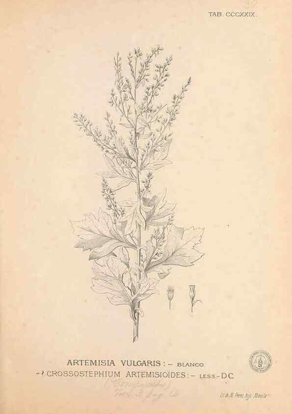 Reproducción/Reproduction 49747528067: Flora de Filipinas,. Manila,Estab. tip. de Plana y ca.,1877-83.. 
