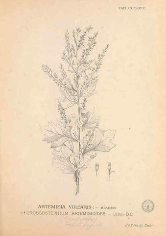 Reproducción/Reproduction 49747528067: Flora de Filipinas,. Manila,Estab. tip. de Plana y ca.,1877-83.. 
