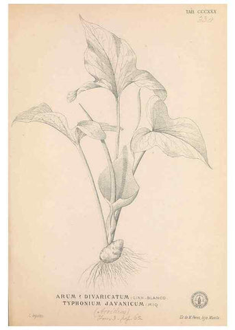 Reproducción/Reproduction 49747528312: Flora de Filipinas,. Manila,Estab. tip. de Plana y ca.,1877-83.. 