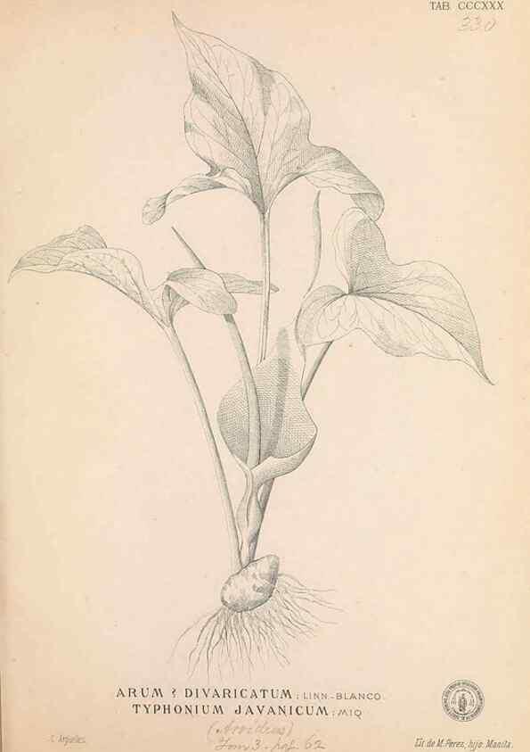 Reproducción/Reproduction 49747528312: Flora de Filipinas,. Manila,Estab. tip. de Plana y ca.,1877-83.. 
