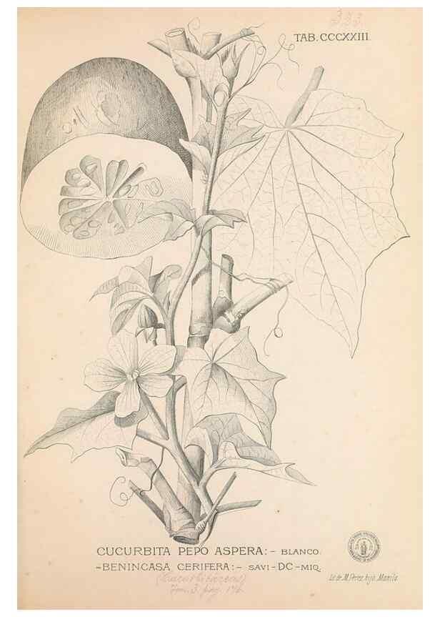 Reproducción/Reproduction 49746658263: Flora de Filipinas,. Manila,Estab. tip. de Plana y ca.,1877-83.. 