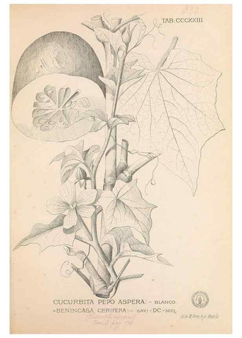 Reproducción/Reproduction 49746658263: Flora de Filipinas,. Manila,Estab. tip. de Plana y ca.,1877-83.. 