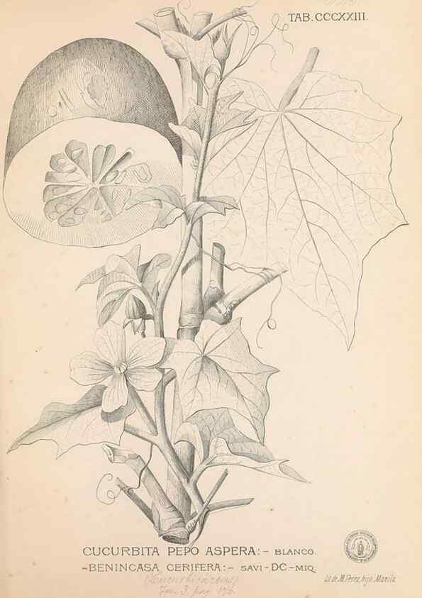 Reproducción/Reproduction 49746658263: Flora de Filipinas,. Manila,Estab. tip. de Plana y ca.,1877-83.. 