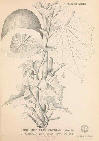 Reproducción/Reproduction 49746658263: Flora de Filipinas,. Manila,Estab. tip. de Plana y ca.,1877-83.. 