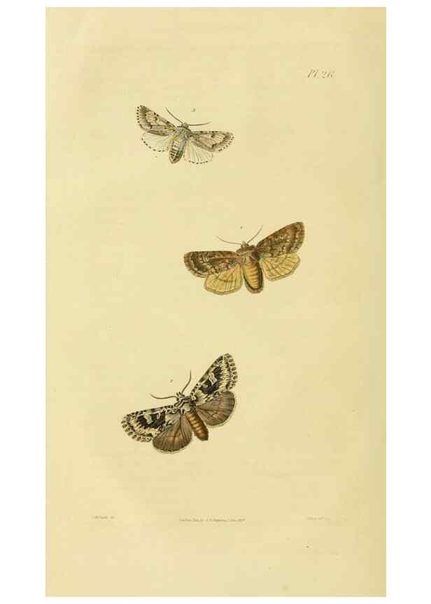 Reproducción/Reproduction 49746093626: Illustrations of British entomology;. London:Printed for the author; published by Baldwin and Cradock,1828-1835.. 