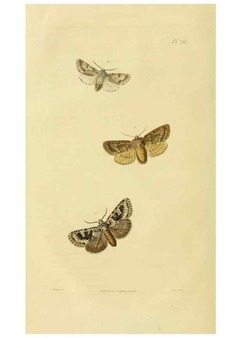 Reproducción/Reproduction 49746093626: Illustrations of British entomology;. London:Printed for the author; published by Baldwin and Cradock,1828-1835.. 