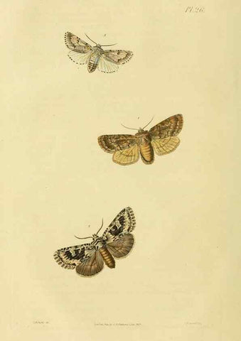 Reproducción/Reproduction 49746093626: Illustrations of British entomology;. London:Printed for the author; published by Baldwin and Cradock,1828-1835.. 