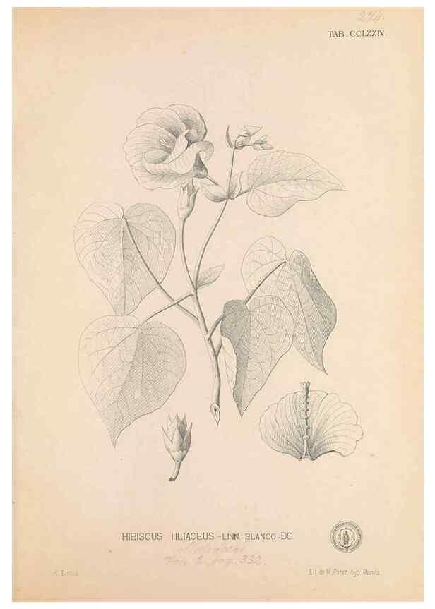 Reproducción/Reproduction 49746645788: Flora de Filipinas,. Manila,Estab. tip. de Plana y ca.,1877-83.. 