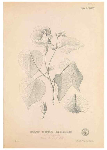 Reproducción/Reproduction 49746645788: Flora de Filipinas,. Manila,Estab. tip. de Plana y ca.,1877-83.. 