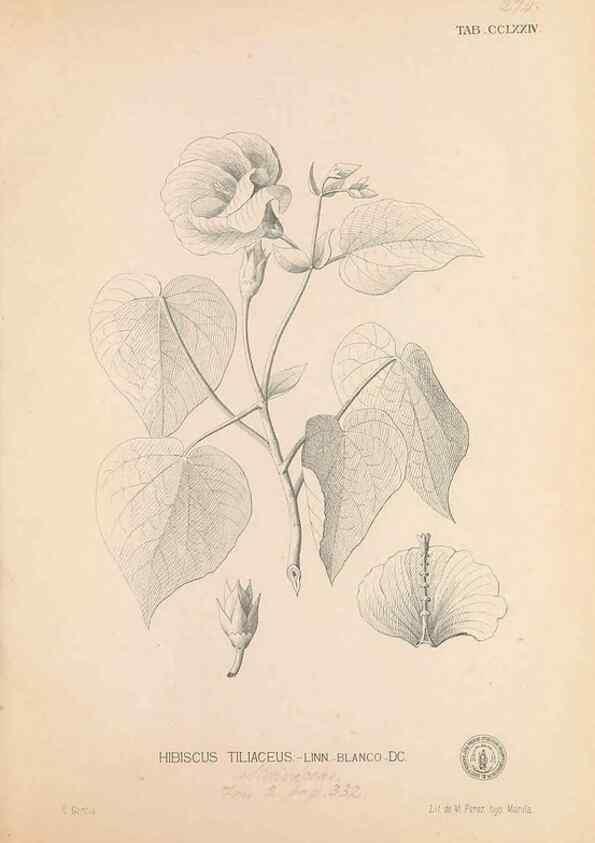 Reproducción/Reproduction 49746645788: Flora de Filipinas,. Manila,Estab. tip. de Plana y ca.,1877-83.. 
