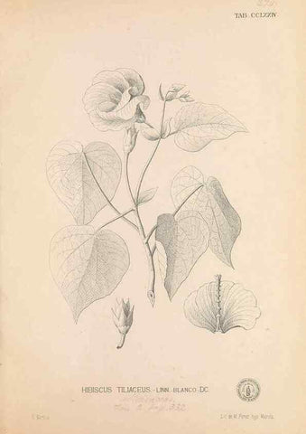 Reproducción/Reproduction 49746645788: Flora de Filipinas,. Manila,Estab. tip. de Plana y ca.,1877-83.. 