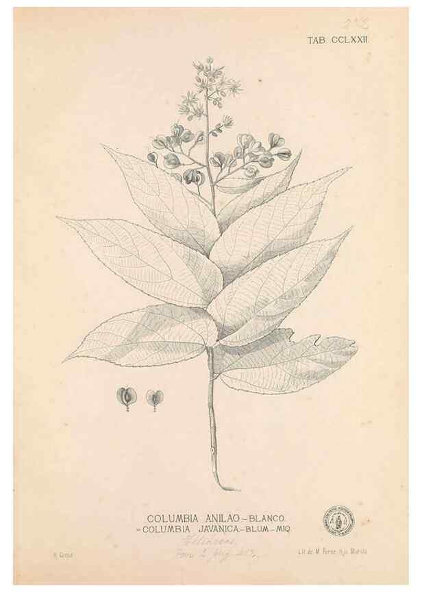 Reproducción/Reproduction 49746645303: Flora de Filipinas,. Manila,Estab. tip. de Plana y ca.,1877-83.. 