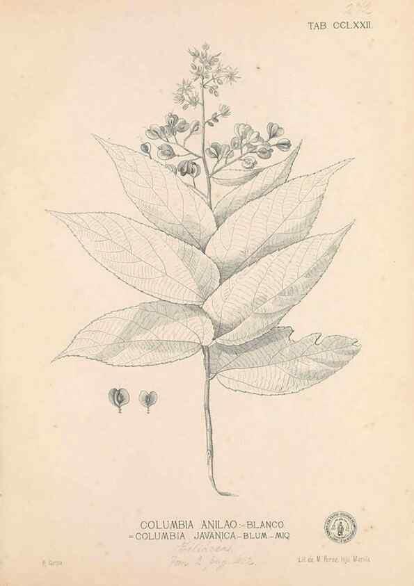 Reproducción/Reproduction 49746645303: Flora de Filipinas,. Manila,Estab. tip. de Plana y ca.,1877-83.. 