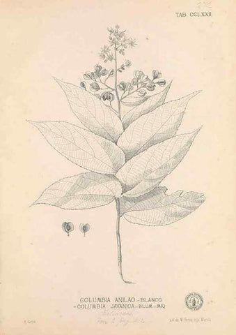 Reproducción/Reproduction 49746645303: Flora de Filipinas,. Manila,Estab. tip. de Plana y ca.,1877-83.. 