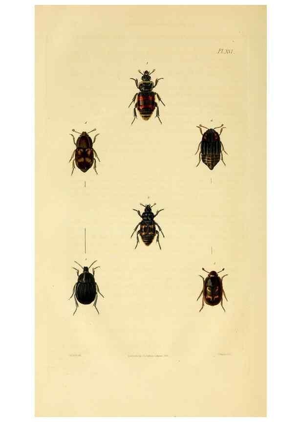Reproducción/Reproduction 49746438936: Illustrations of British entomology;. London:Printed for the author; published by Baldwin and Cradock,1828-1835.. 