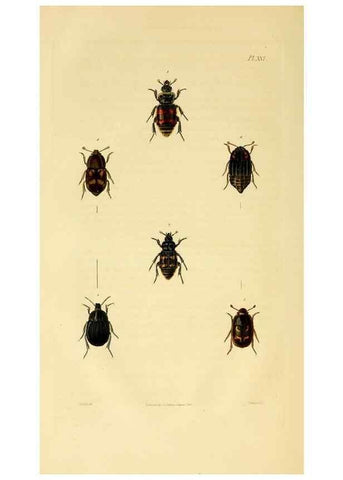 Reproducción/Reproduction 49746438936: Illustrations of British entomology;. London:Printed for the author; published by Baldwin and Cradock,1828-1835.. 