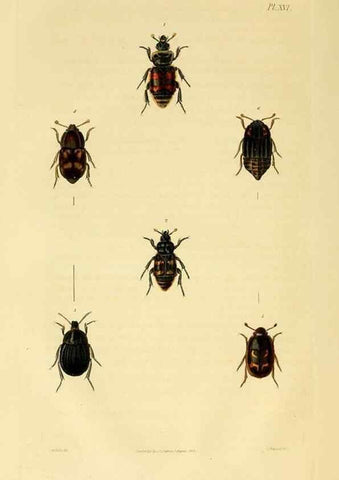 Reproducción/Reproduction 49746438936: Illustrations of British entomology;. London:Printed for the author; published by Baldwin and Cradock,1828-1835.. 