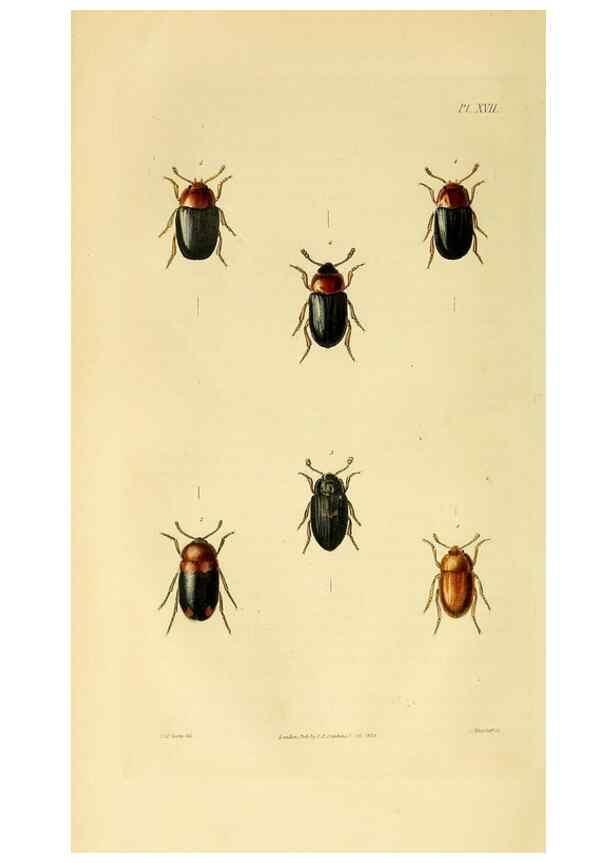 Reproducción/Reproduction 49745898453: Illustrations of British entomology;. London:Printed for the author; published by Baldwin and Cradock,1828-1835.. 