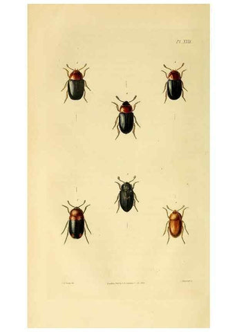 Reproducción/Reproduction 49745898453: Illustrations of British entomology;. London:Printed for the author; published by Baldwin and Cradock,1828-1835.. 