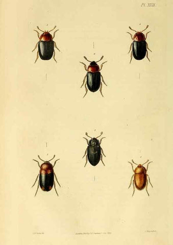 Reproducción/Reproduction 49745898453: Illustrations of British entomology;. London:Printed for the author; published by Baldwin and Cradock,1828-1835.. 