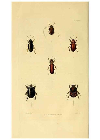 Reproducción/Reproduction 49746439656: Illustrations of British entomology;. London:Printed for the author; published by Baldwin and Cradock,1828-1835.. 