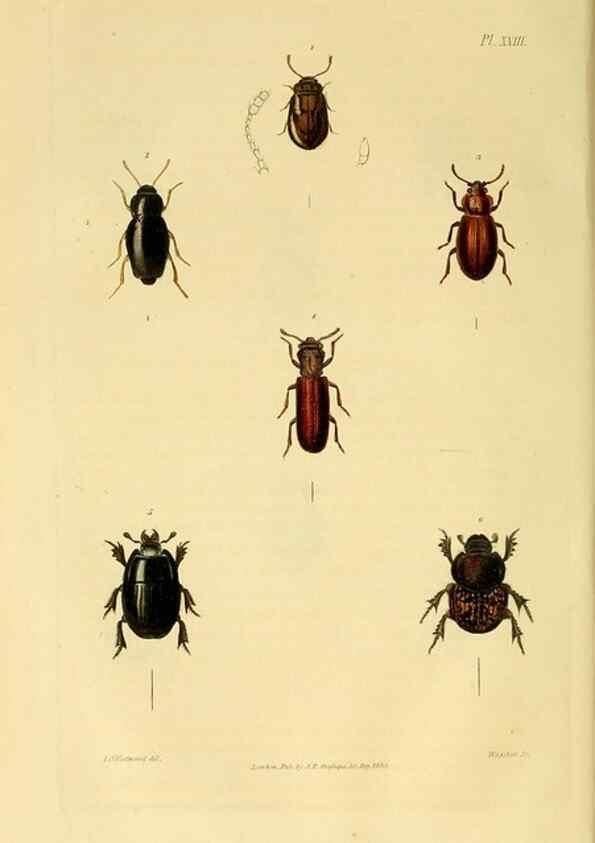 Reproducción/Reproduction 49746439656: Illustrations of British entomology;. London:Printed for the author; published by Baldwin and Cradock,1828-1835.. 