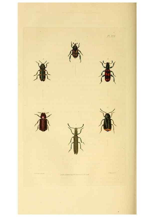 Reproducción/Reproduction 49745899123: Illustrations of British entomology;. London:Printed for the author; published by Baldwin and Cradock,1828-1835.. 