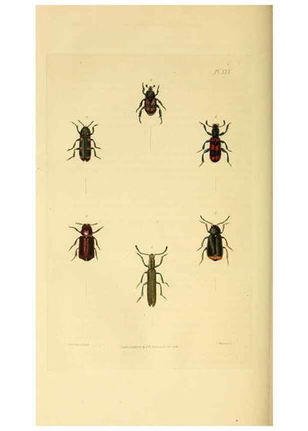 Reproducción/Reproduction 49745899123: Illustrations of British entomology;. London:Printed for the author; published by Baldwin and Cradock,1828-1835.. 