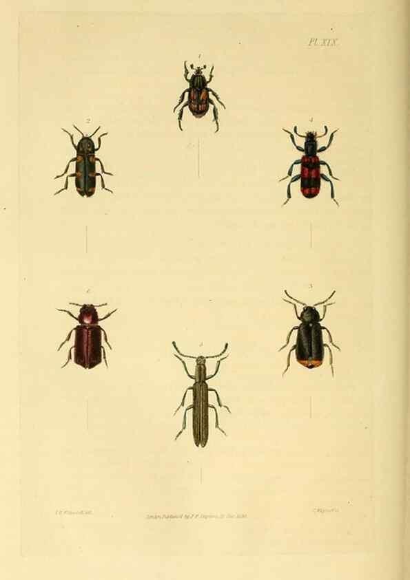 Reproducción/Reproduction 49745899123: Illustrations of British entomology;. London:Printed for the author; published by Baldwin and Cradock,1828-1835.. 