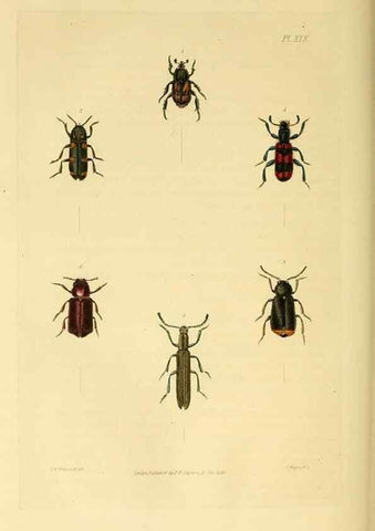 Reproducción/Reproduction 49745899123: Illustrations of British entomology;. London:Printed for the author; published by Baldwin and Cradock,1828-1835.. 
