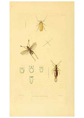 Reproducción/Reproduction 49745955068: Illustrations of British entomology;. London:Printed for the author; published by Baldwin and Cradock,1828-1835.. 