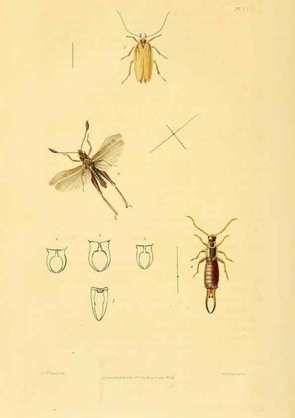 Reproducción/Reproduction 49745955068: Illustrations of British entomology;. London:Printed for the author; published by Baldwin and Cradock,1828-1835.. 