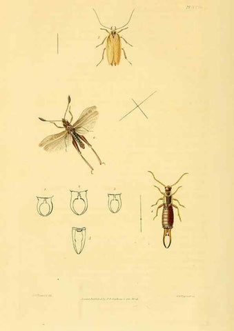 Reproducción/Reproduction 49745955068: Illustrations of British entomology;. London:Printed for the author; published by Baldwin and Cradock,1828-1835.. 