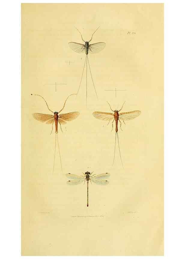 Reproducción/Reproduction 49746494991: Illustrations of British entomology;. London:Printed for the author; published by Baldwin and Cradock,1828-1835.. 