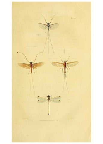 Reproducción/Reproduction 49746494991: Illustrations of British entomology;. London:Printed for the author; published by Baldwin and Cradock,1828-1835.. 