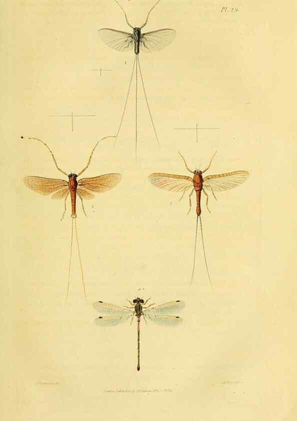 Reproducción/Reproduction 49746494991: Illustrations of British entomology;. London:Printed for the author; published by Baldwin and Cradock,1828-1835.. 