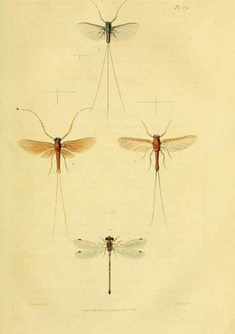 Reproducción/Reproduction 49746494991: Illustrations of British entomology;. London:Printed for the author; published by Baldwin and Cradock,1828-1835.. 