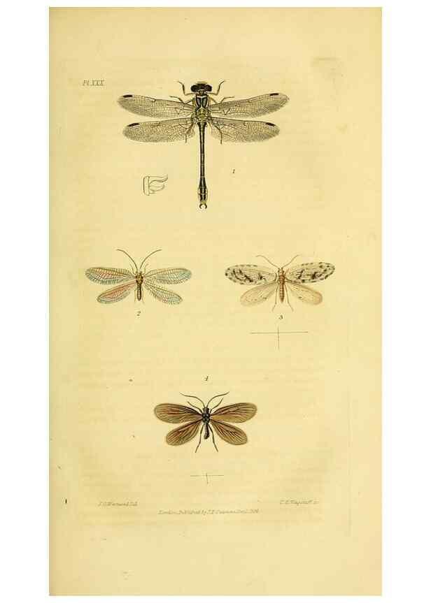 Reproducción/Reproduction 49745955843: Illustrations of British entomology;. London:Printed for the author; published by Baldwin and Cradock,1828-1835.. 