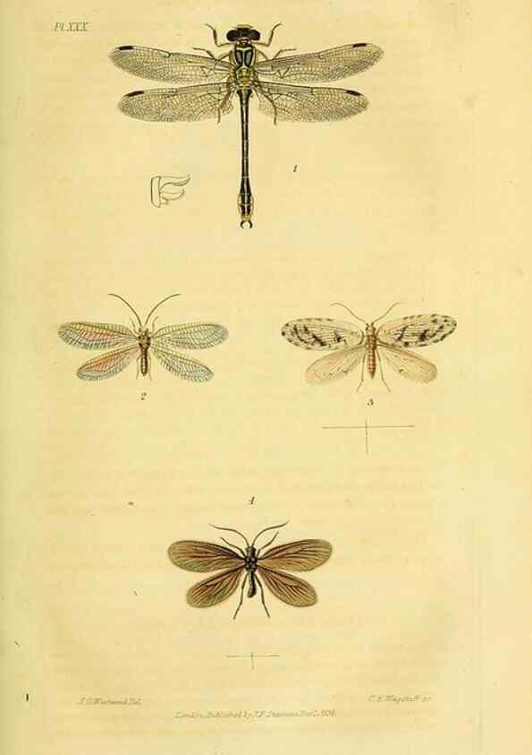 Reproducción/Reproduction 49745955843: Illustrations of British entomology;. London:Printed for the author; published by Baldwin and Cradock,1828-1835.. 