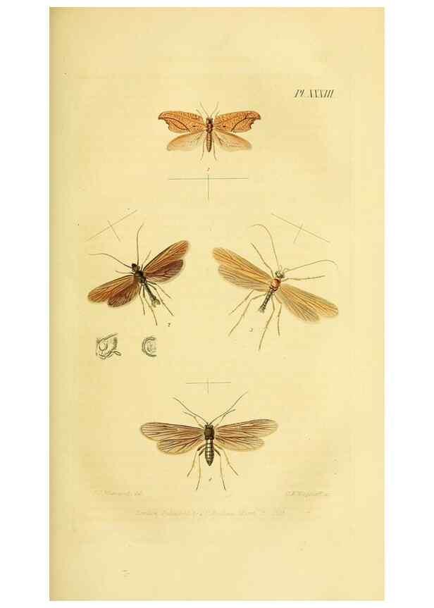 Reproducción/Reproduction 49746828447: Illustrations of British entomology;. London:Printed for the author; published by Baldwin and Cradock,1828-1835.. 