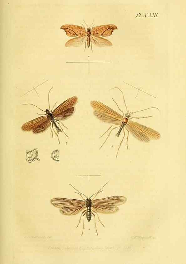 Reproducción/Reproduction 49746828447: Illustrations of British entomology;. London:Printed for the author; published by Baldwin and Cradock,1828-1835.. 