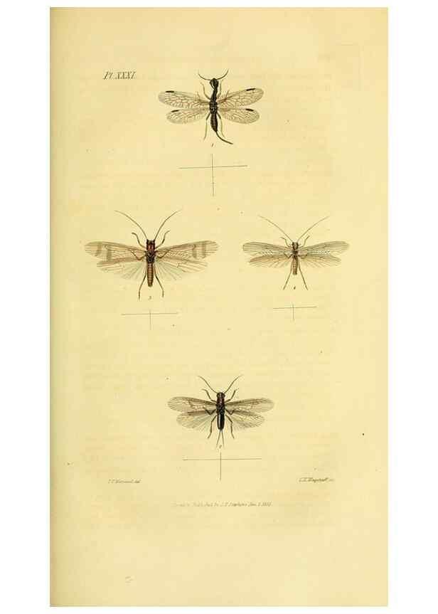 Reproducción/Reproduction 49746828822: Illustrations of British entomology;. London:Printed for the author; published by Baldwin and Cradock,1828-1835.. 