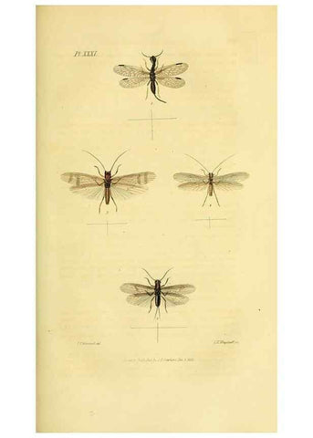 Reproducción/Reproduction 49746828822: Illustrations of British entomology;. London:Printed for the author; published by Baldwin and Cradock,1828-1835.. 