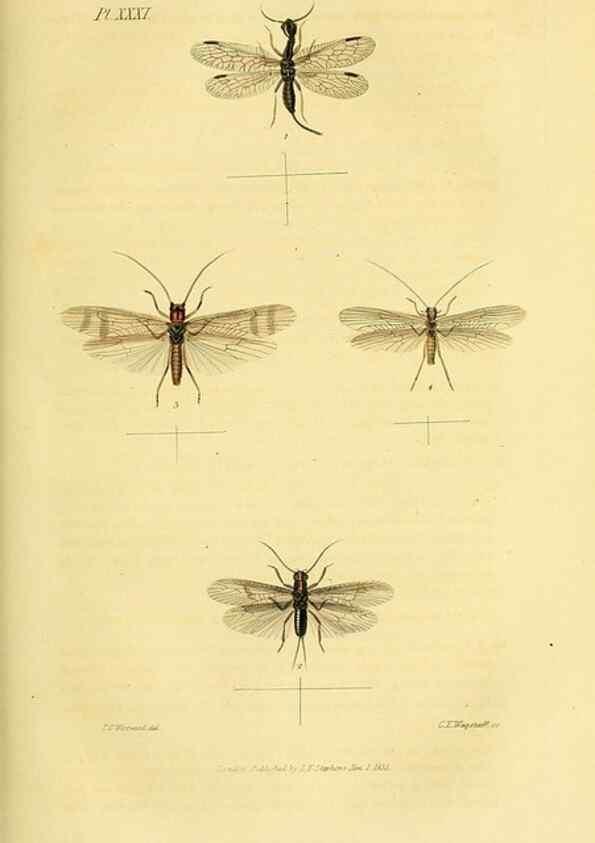 Reproducción/Reproduction 49746828822: Illustrations of British entomology;. London:Printed for the author; published by Baldwin and Cradock,1828-1835.. 