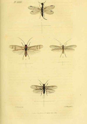 Reproducción/Reproduction 49746828822: Illustrations of British entomology;. London:Printed for the author; published by Baldwin and Cradock,1828-1835.. 
