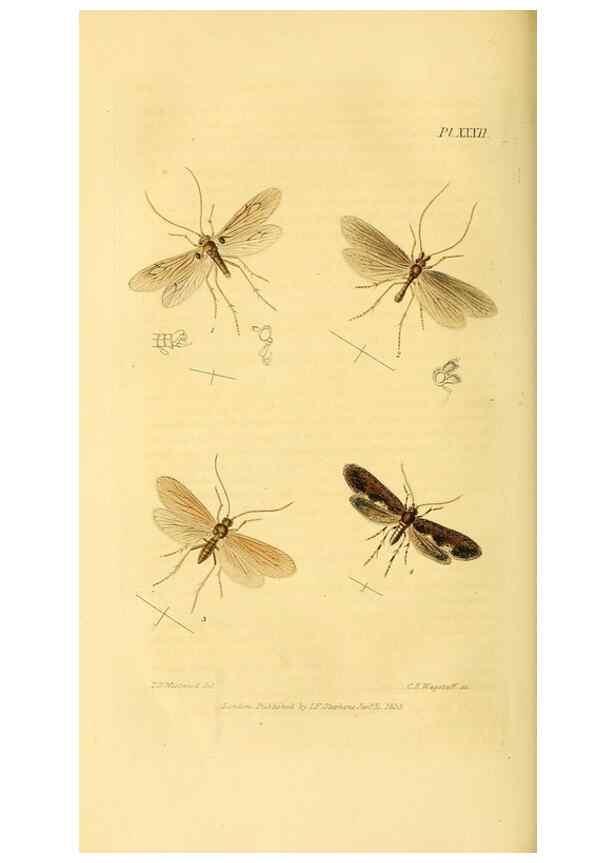 Reproducción/Reproduction 49746829137: Illustrations of British entomology;. London:Printed for the author; published by Baldwin and Cradock,1828-1835.. 