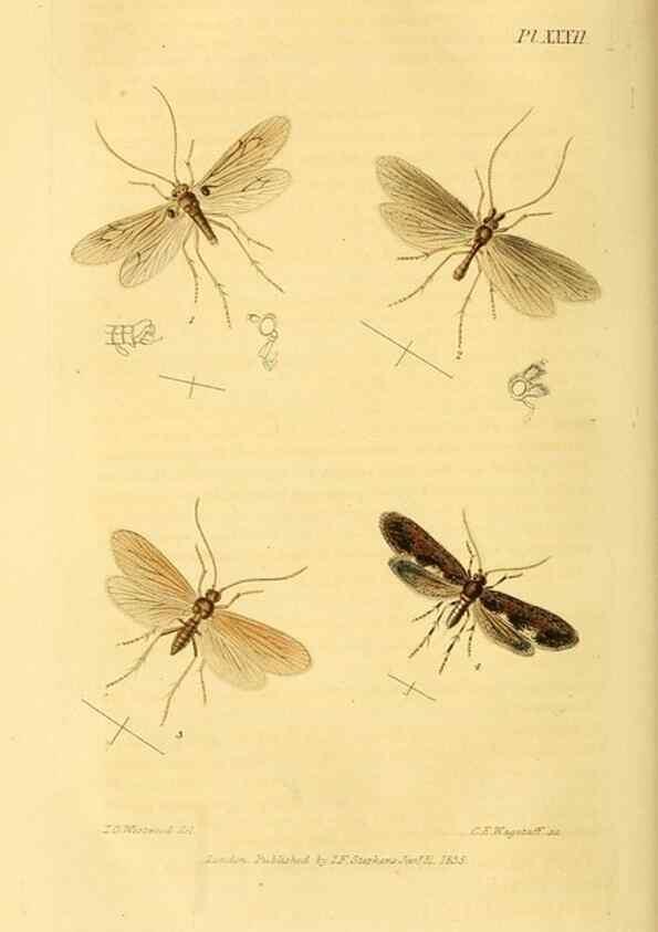 Reproducción/Reproduction 49746829137: Illustrations of British entomology;. London:Printed for the author; published by Baldwin and Cradock,1828-1835.. 