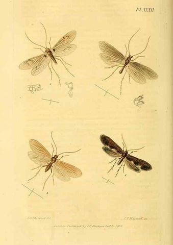 Reproducción/Reproduction 49746829137: Illustrations of British entomology;. London:Printed for the author; published by Baldwin and Cradock,1828-1835.. 