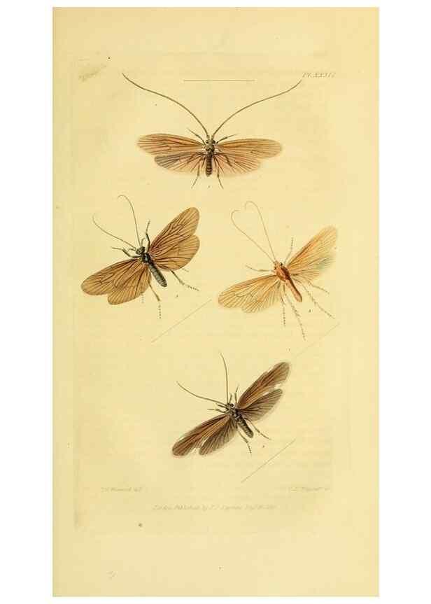 Reproducción/Reproduction 49746829477: Illustrations of British entomology;. London:Printed for the author; published by Baldwin and Cradock,1828-1835.. 