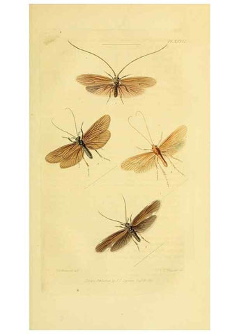 Reproducción/Reproduction 49746829477: Illustrations of British entomology;. London:Printed for the author; published by Baldwin and Cradock,1828-1835.. 